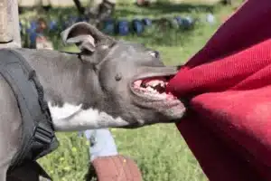 Bay area dog bite lawyer